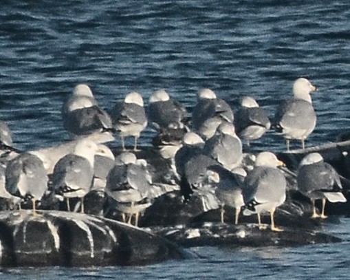 Franklin's Gull - ML136079521