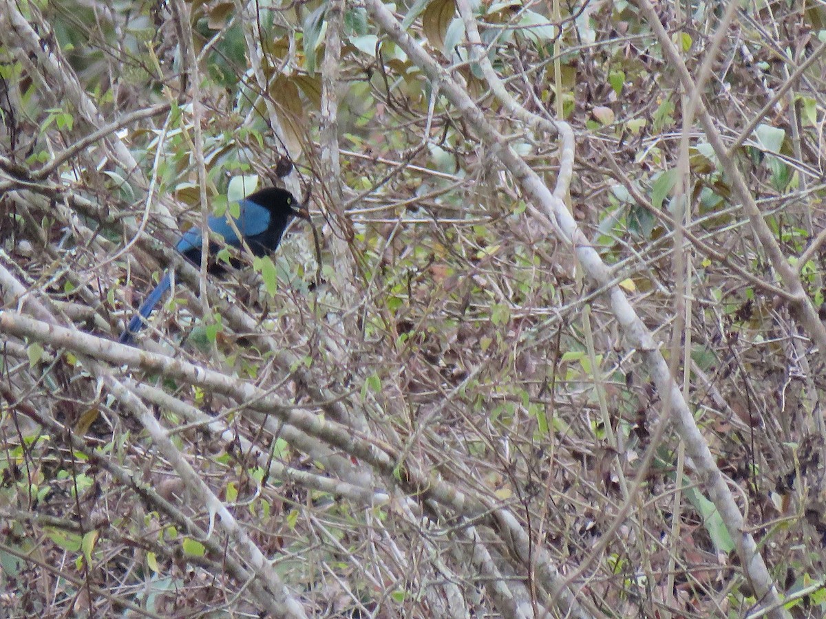 Bushy-crested Jay - Hermes Vega