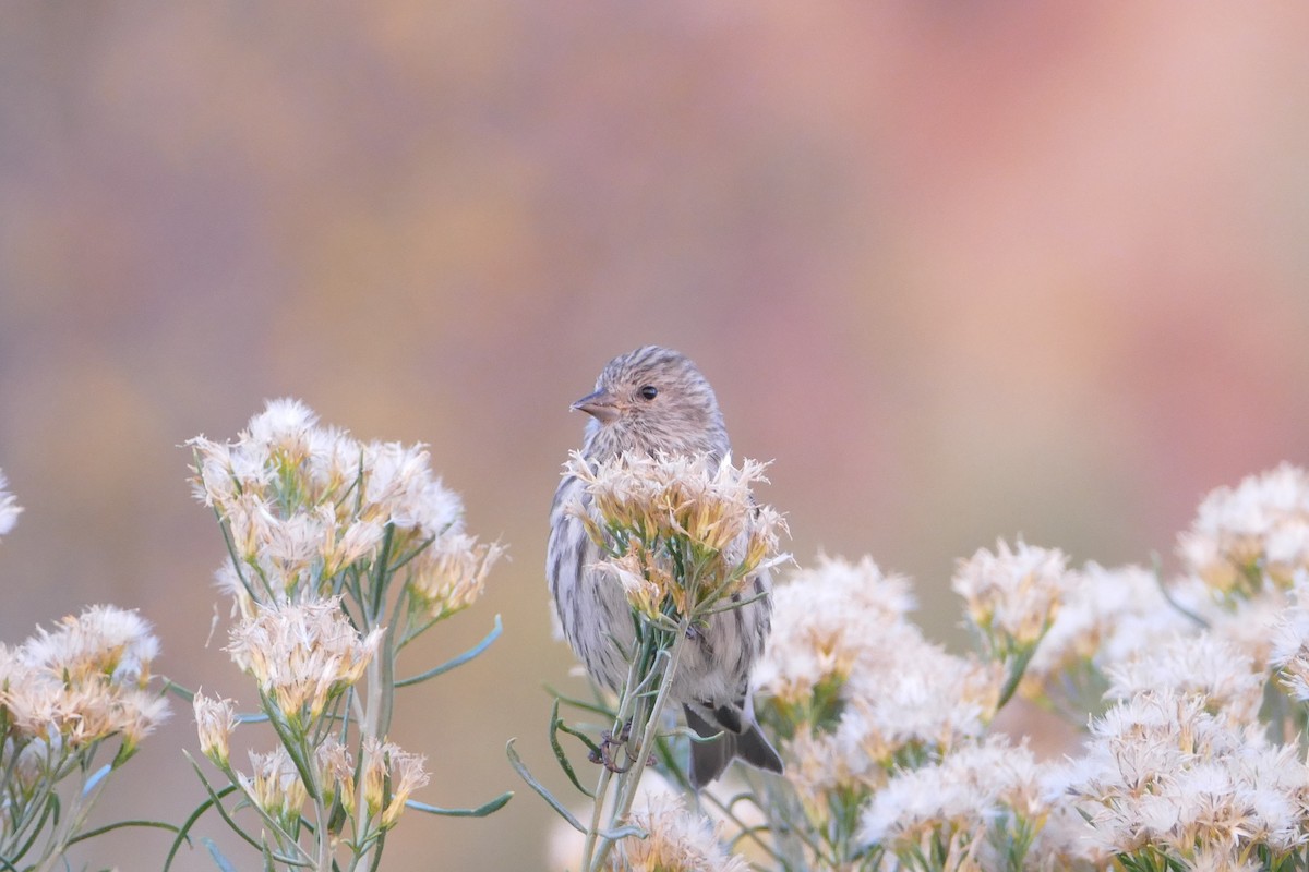 Pine Siskin - ML136081451