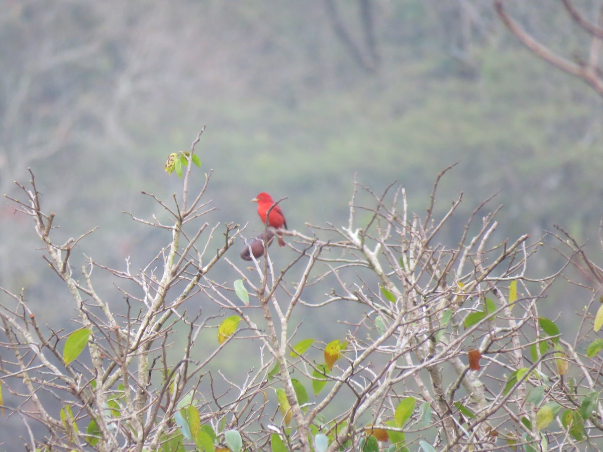 Summer Tanager - ML136082231