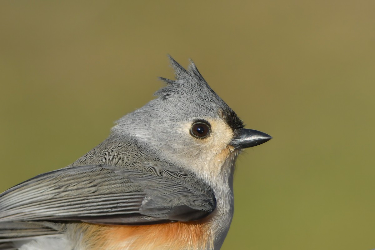 Tufted Titmouse - ML136082881