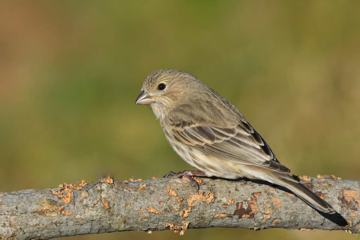 House Finch - Jonathan Irons