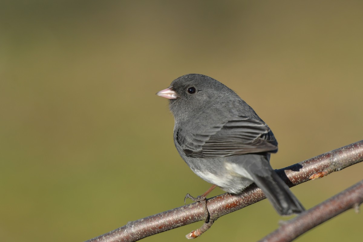 Dark-eyed Junco (Slate-colored) - ML136083151