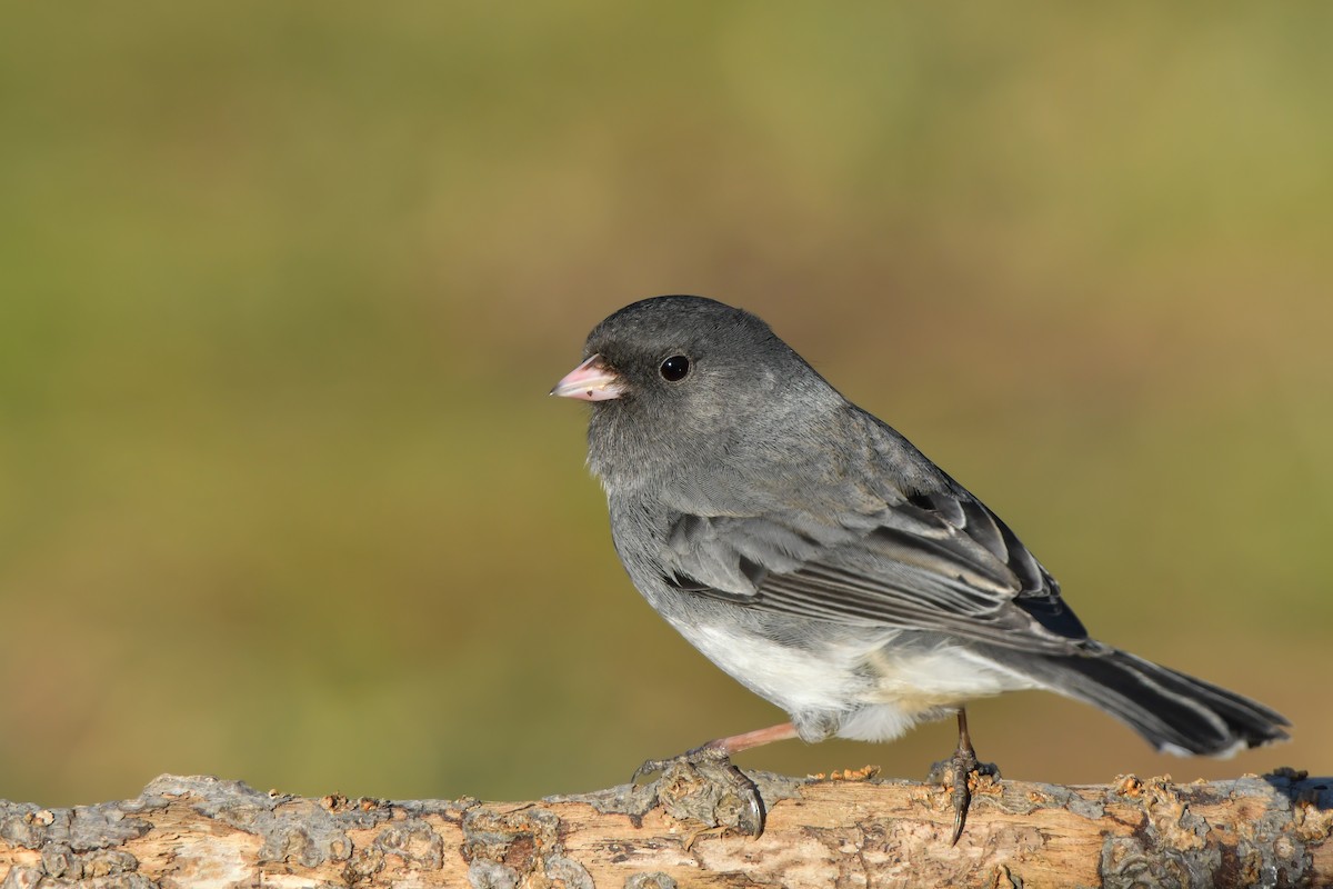 Junco Ojioscuro (hyemalis/carolinensis) - ML136083191