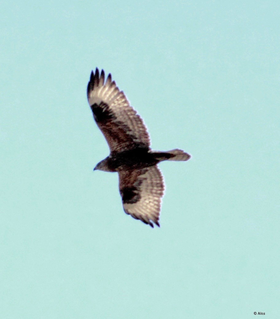 Common Buzzard - Ains Priestman