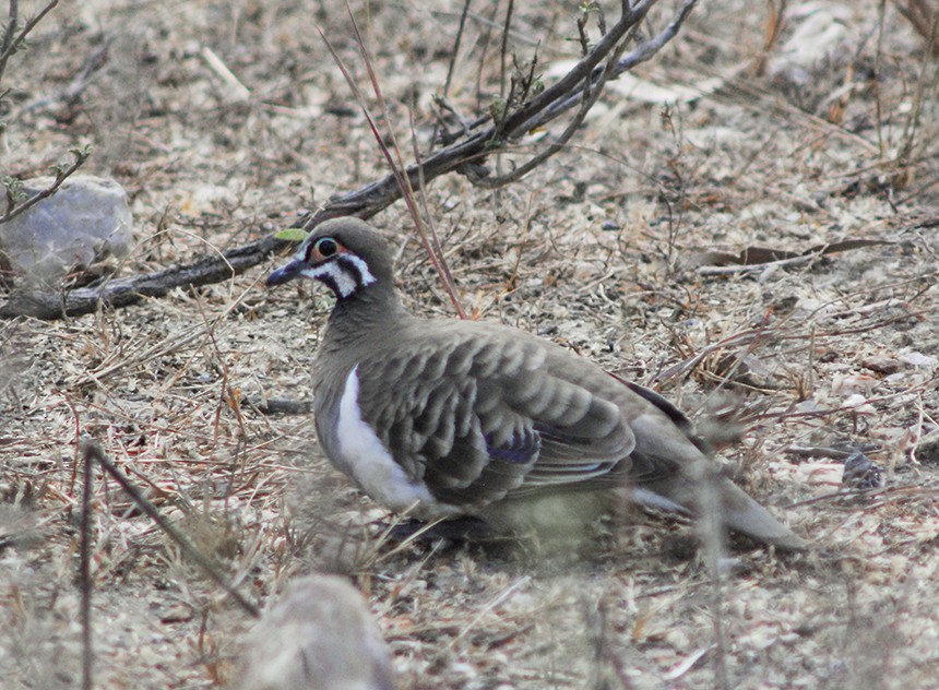 Squatter Pigeon - ML136083451