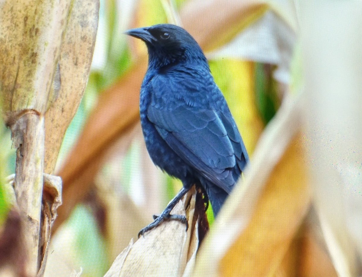 Chopi Blackbird - ML136083651
