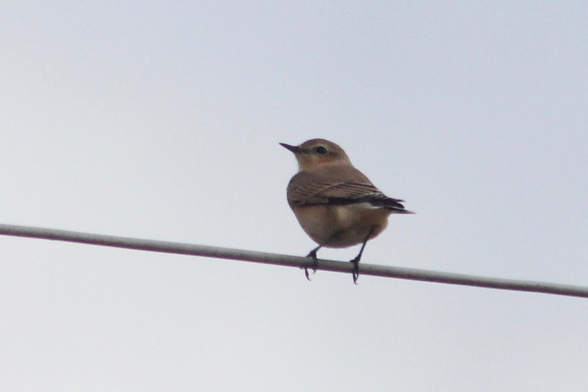 Northern Wheatear - ML136083701