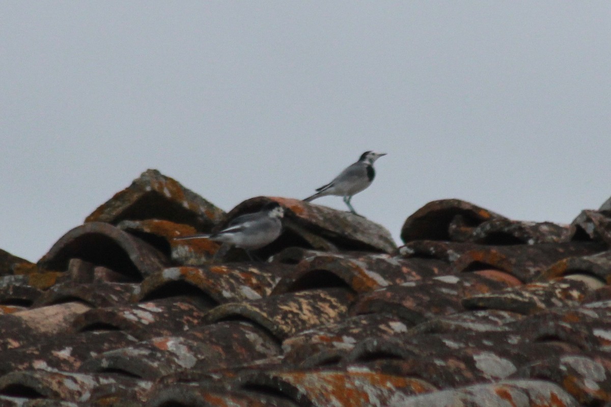 White Wagtail - ML136083921