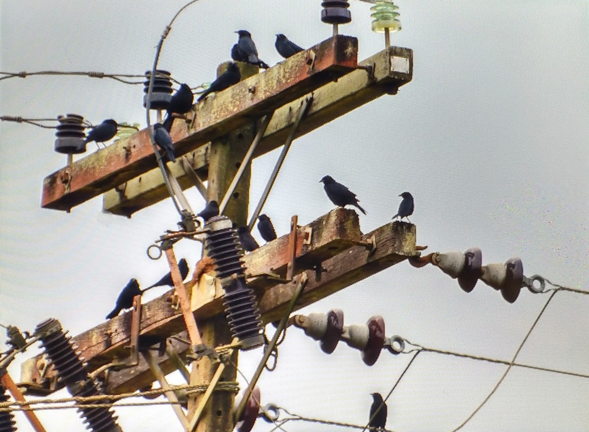 Chopi Blackbird - ML136084101