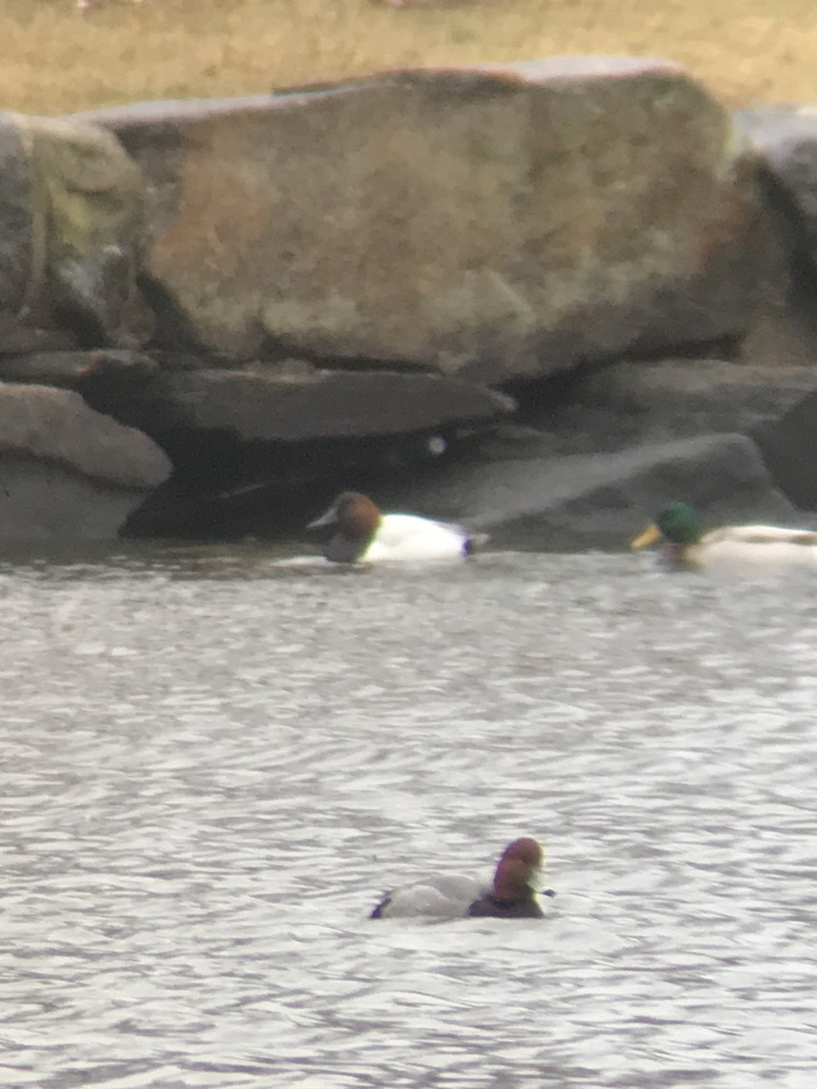 Canvasback - ML136084741