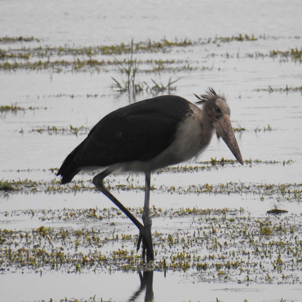 Greater Adjutant - ML136085991