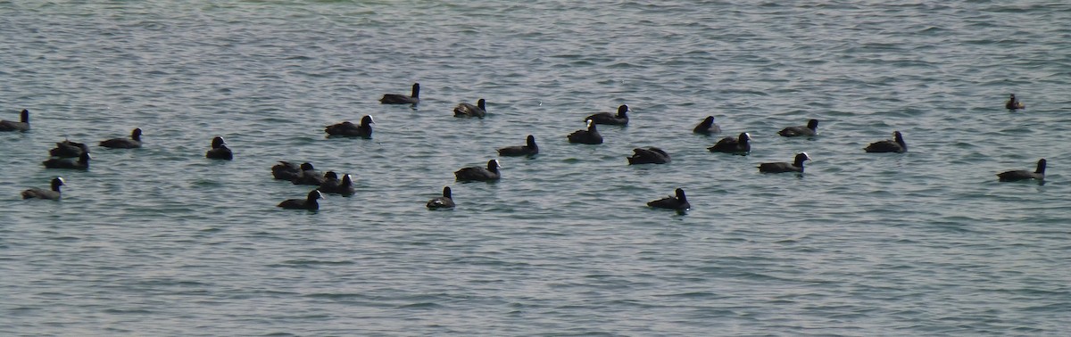 Eurasian Coot - ML136086291