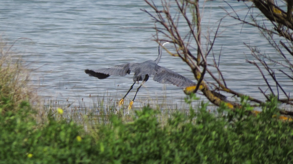 Western Reef-Heron - ML136086801