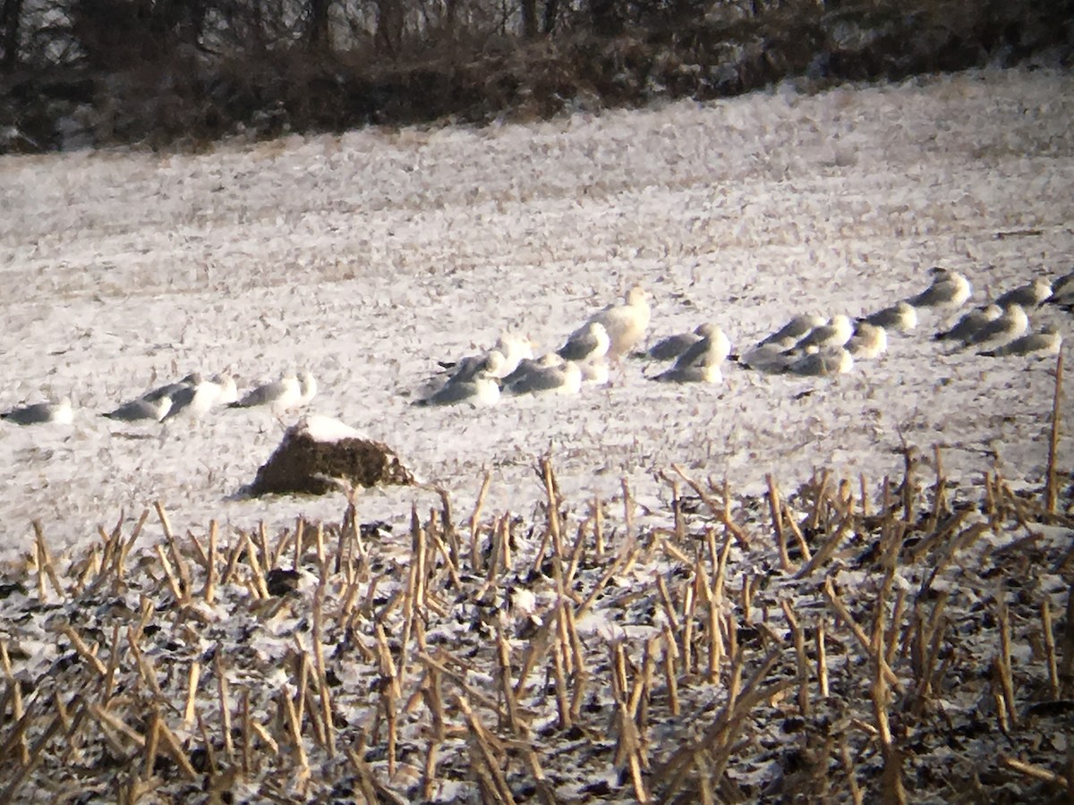 Glaucous Gull - ML136088211