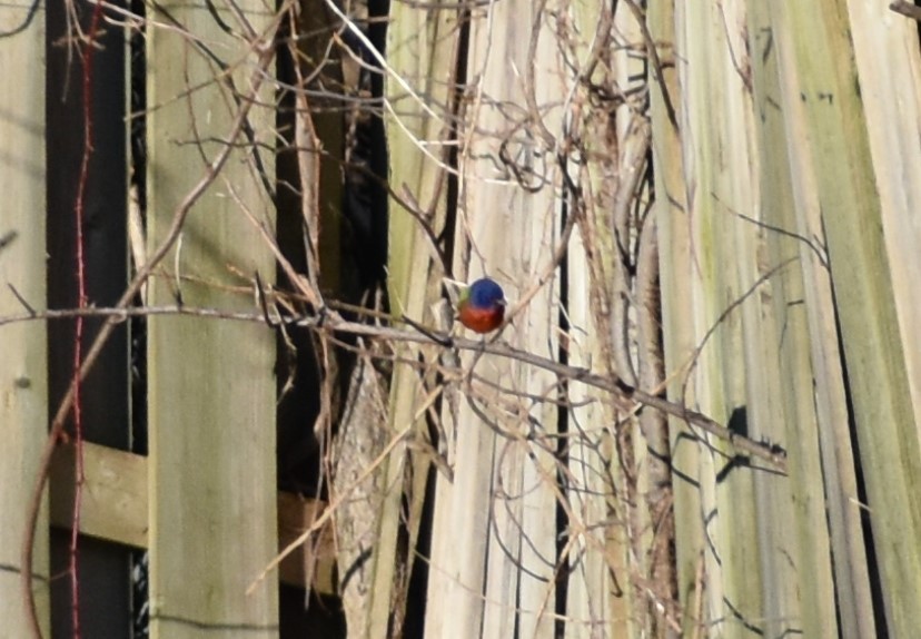 Painted Bunting - ML136090691