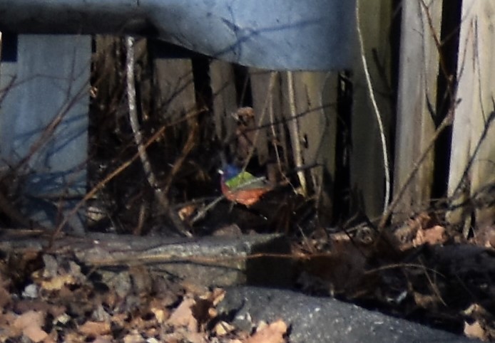 Painted Bunting - ML136090701