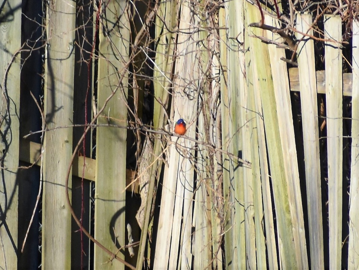 Painted Bunting - ML136090711