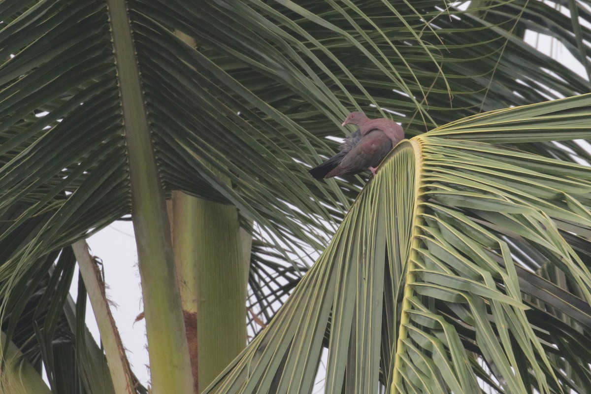 holub středoamerický - ML136093561