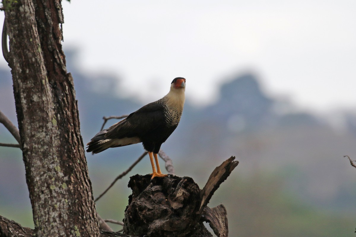 Crested Caracara (Northern) - ML136093651