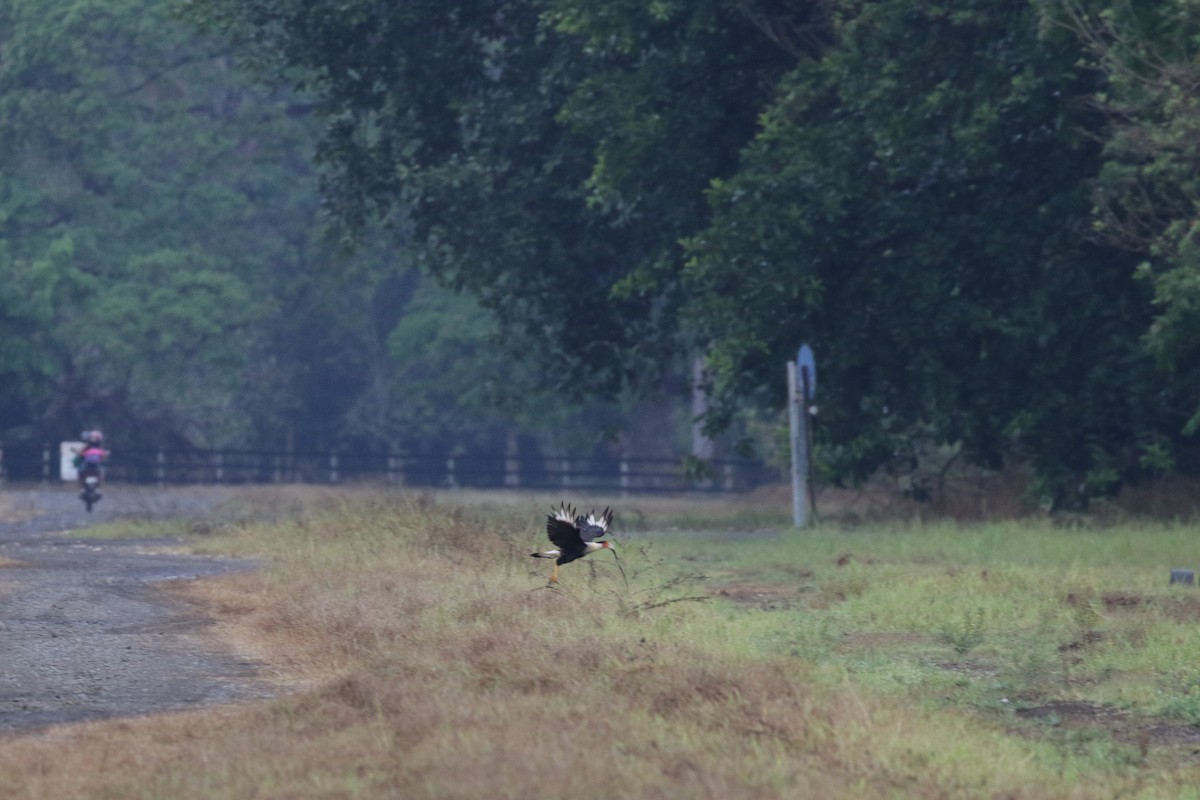 Crested Caracara (Northern) - ML136093671