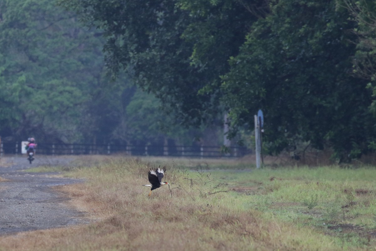 Crested Caracara (Northern) - ML136093681