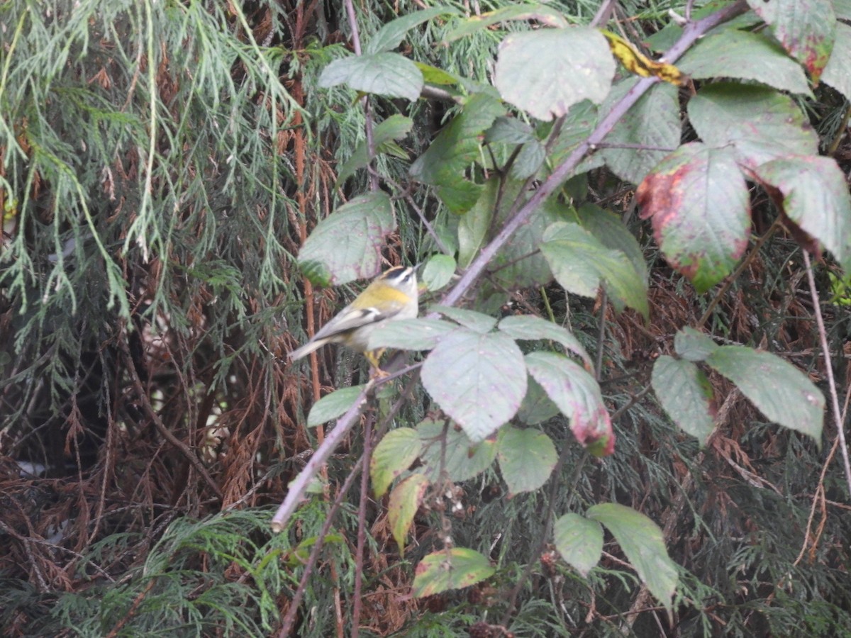 Common Firecrest - ML136095031