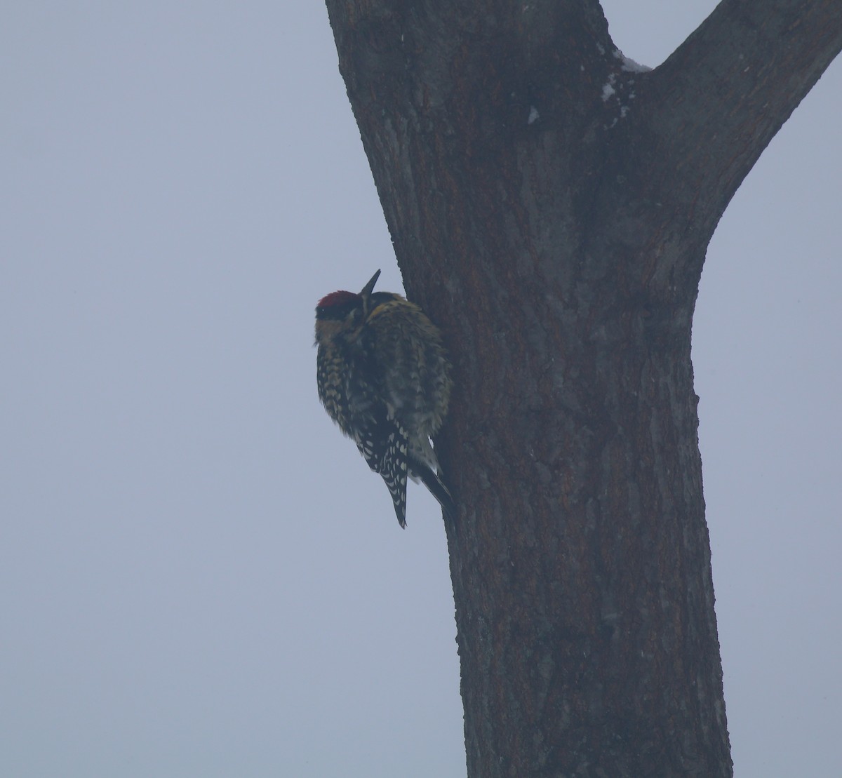 datel rudohrdlý - ML136098791