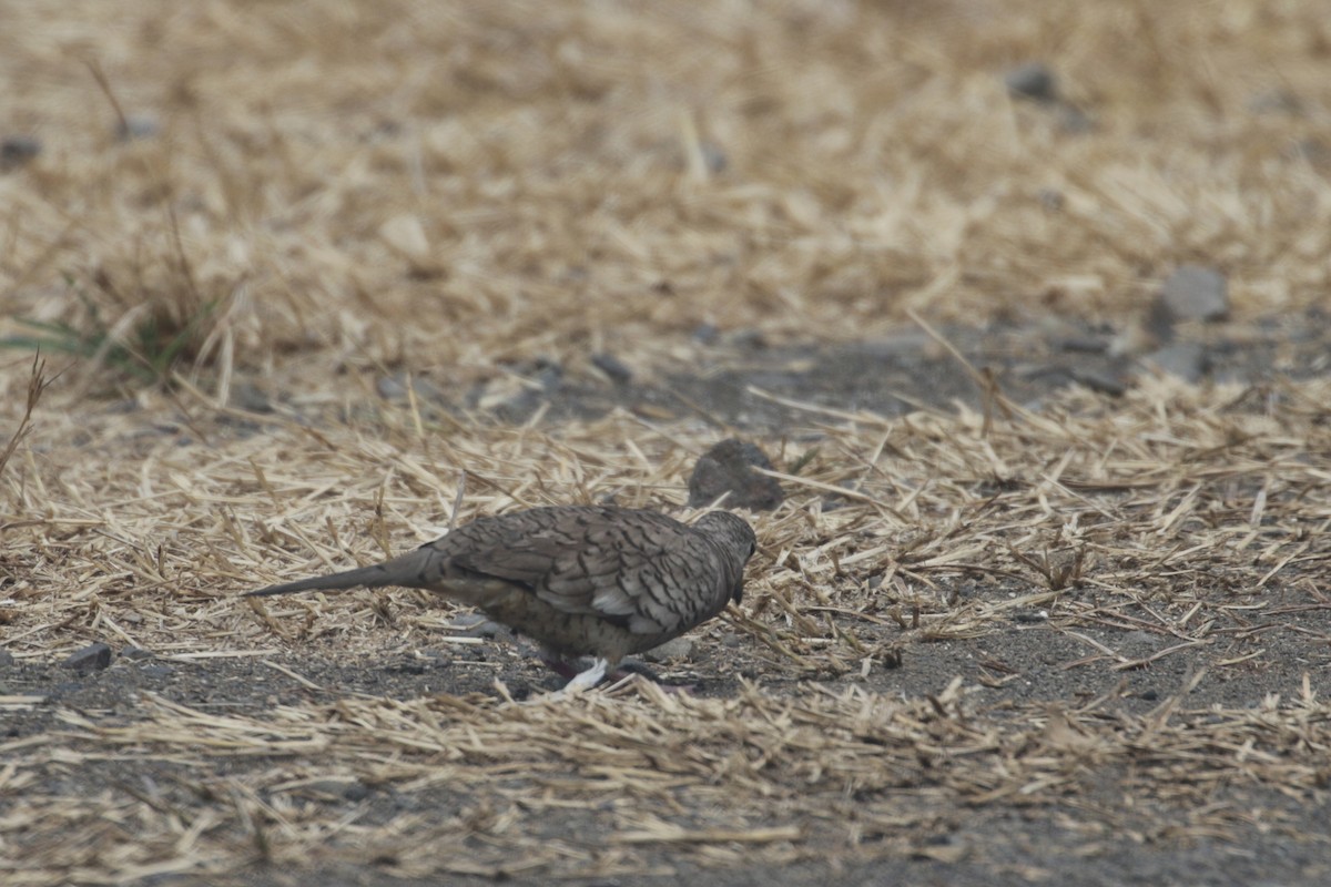 Inca Dove - ML136098961