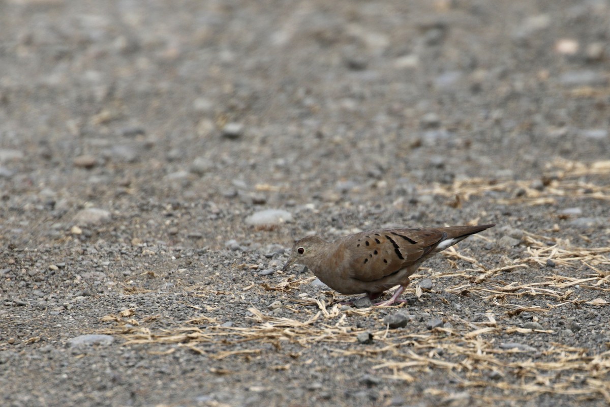 Ruddy Ground Dove - ML136099071