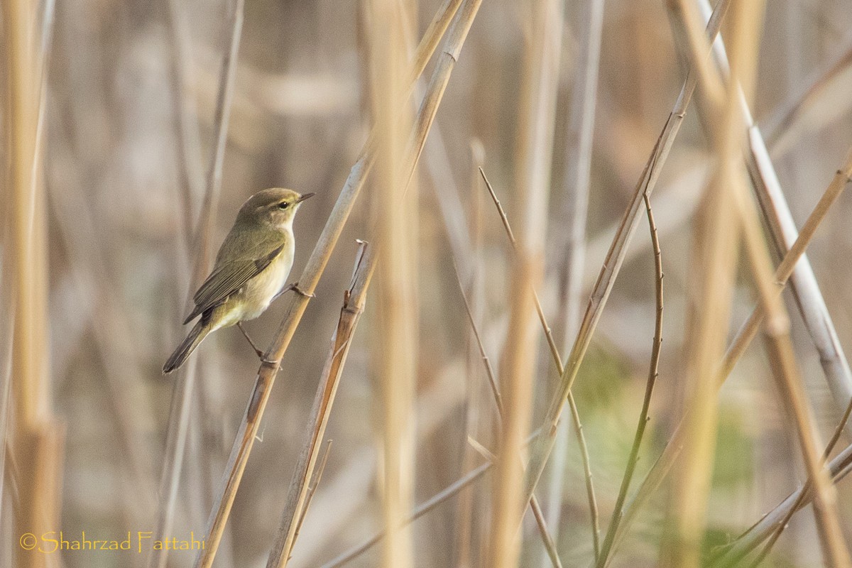 Common Chiffchaff - ML136099081