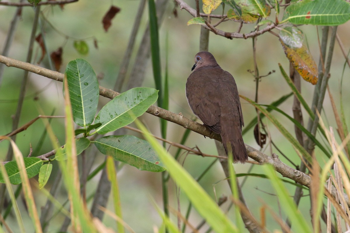 White-tipped Dove - ML136099211