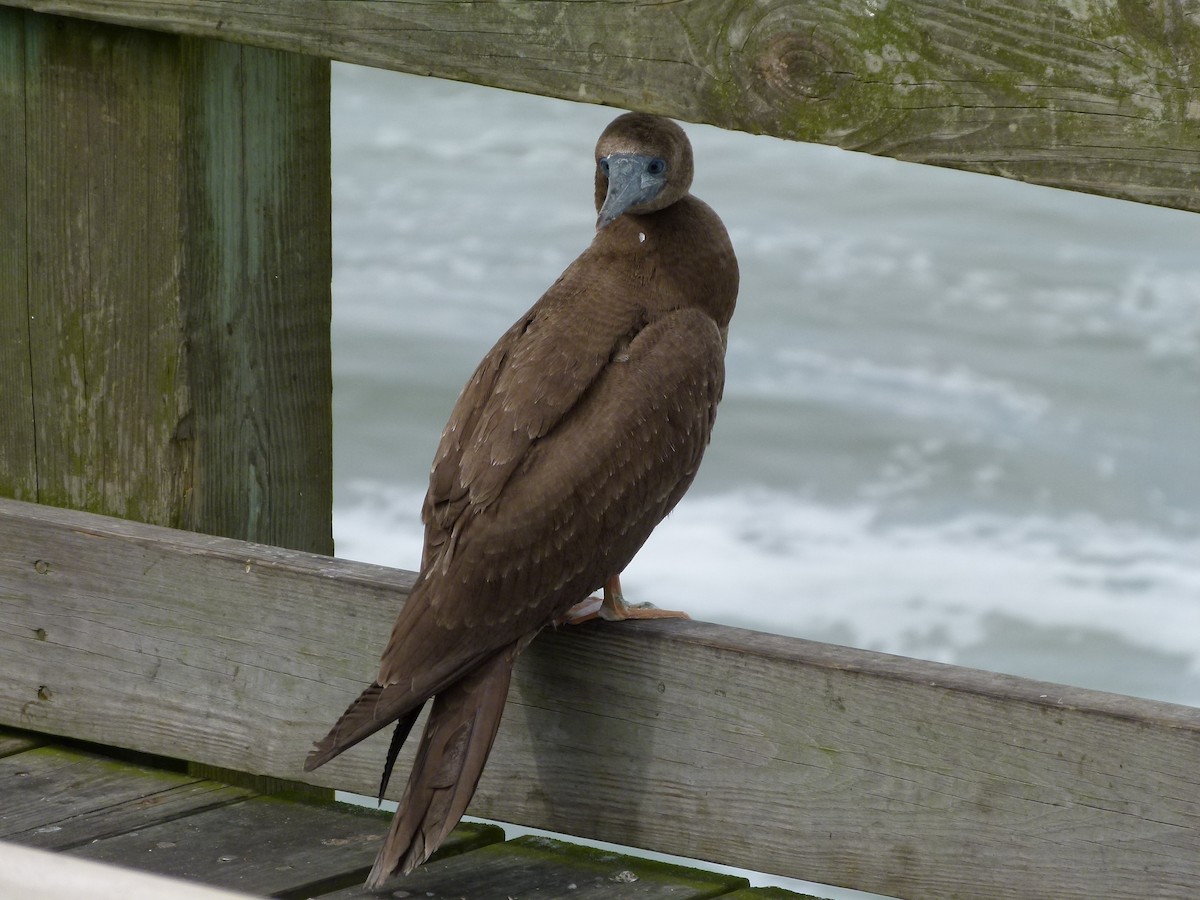 Brown Booby - ML136101561