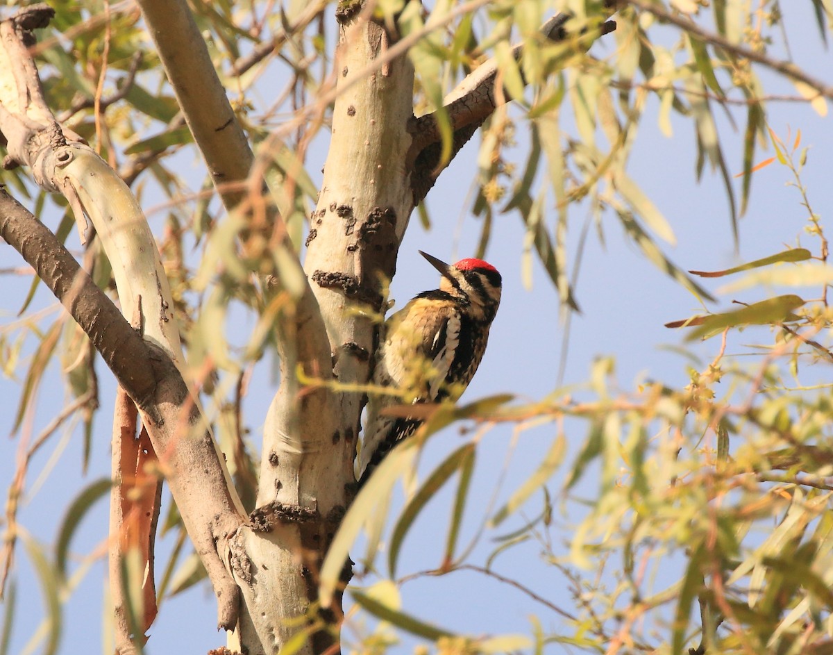 Yellow-bellied Sapsucker - ML136102281