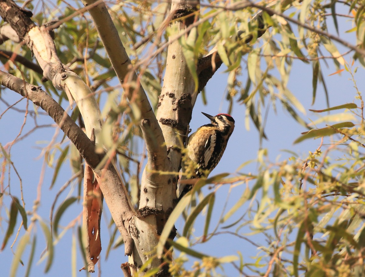 Yellow-bellied Sapsucker - ML136102351