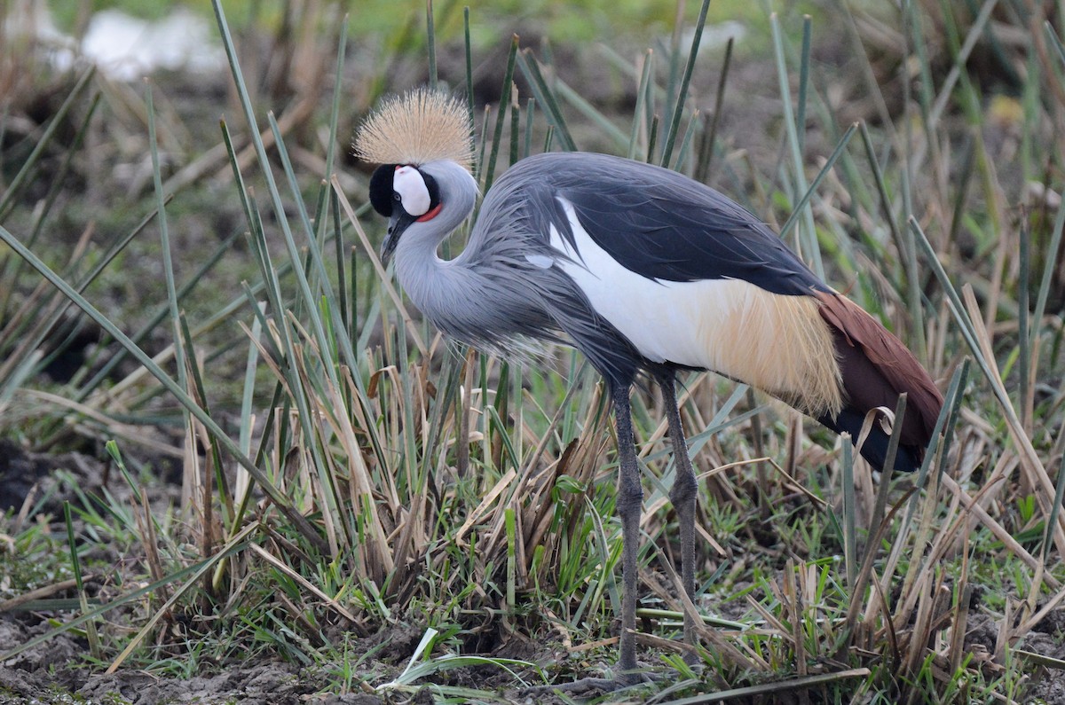 Gray Crowned-Crane - ML136104361