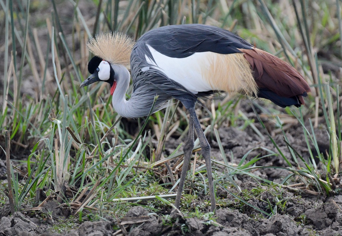 Gray Crowned-Crane - ML136104371