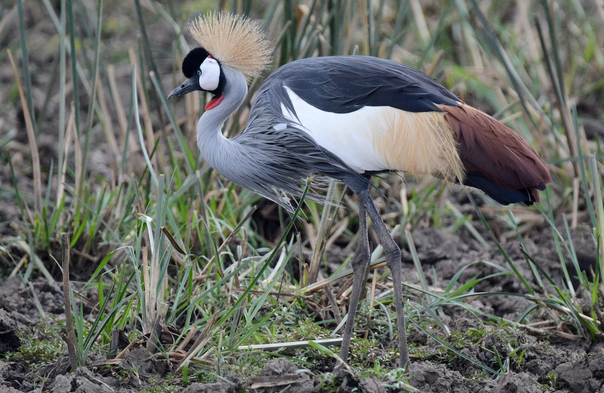 Gray Crowned-Crane - ML136104391