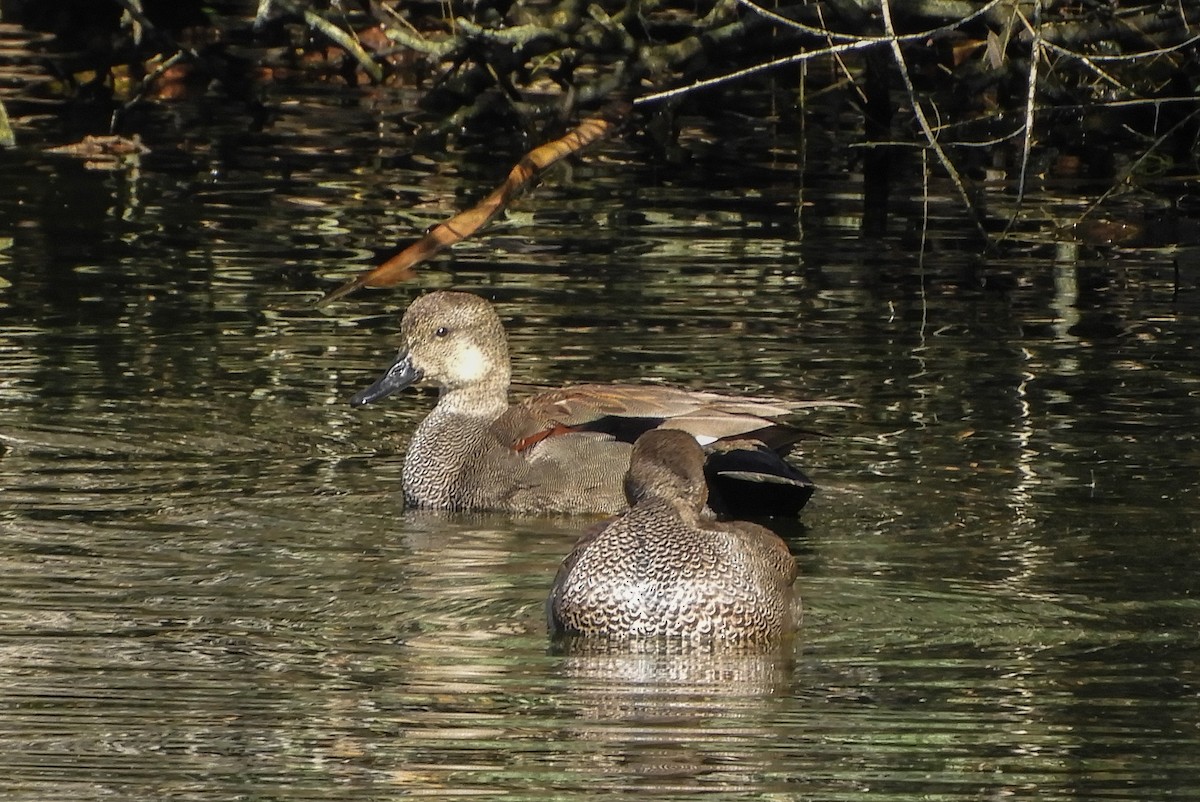 Gadwall - Susan Voelker