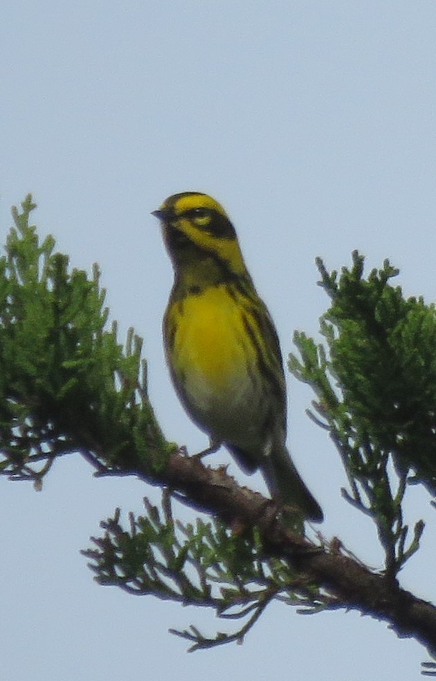 Townsend's Warbler - ML136106571