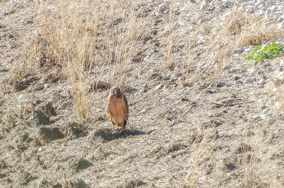 Northern Harrier - ML136106701