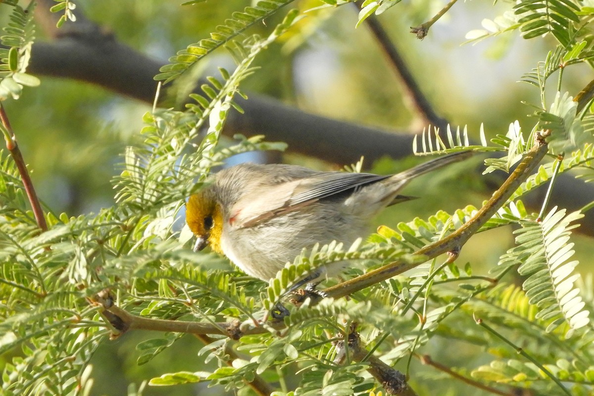 Auripare verdin - ML136107171