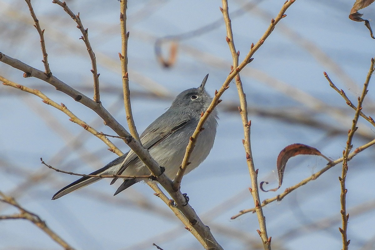 Gobemoucheron gris-bleu - ML136107261