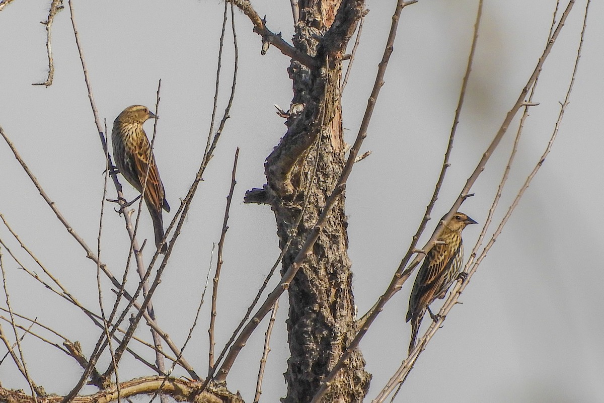 Red-winged Blackbird - ML136107511