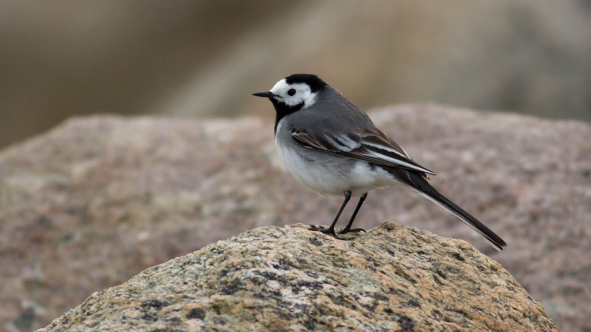 White Wagtail - ML136109971