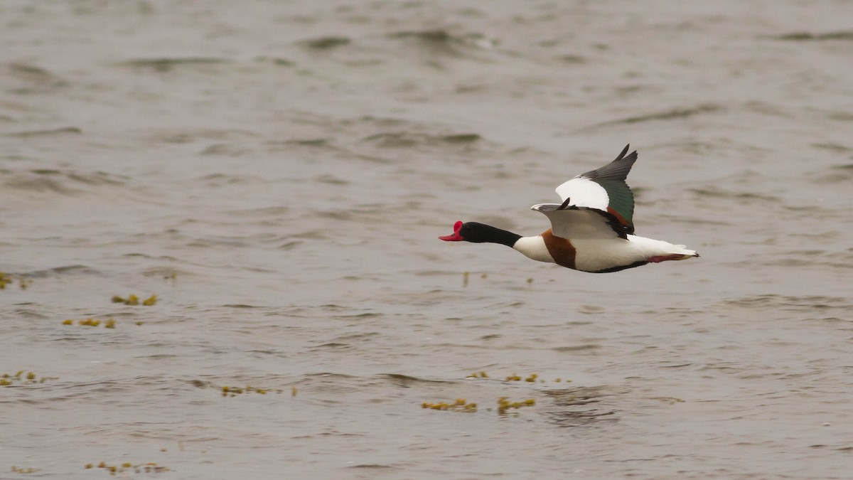 Common Shelduck - ML136110661