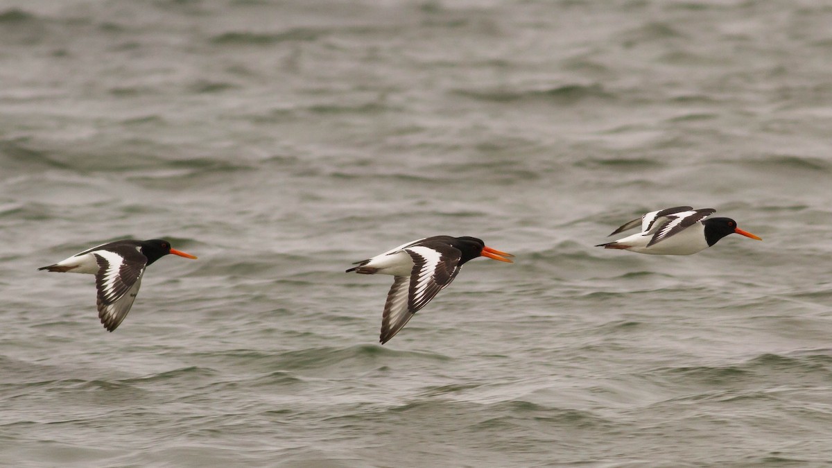 Eurasian Oystercatcher - ML136110791