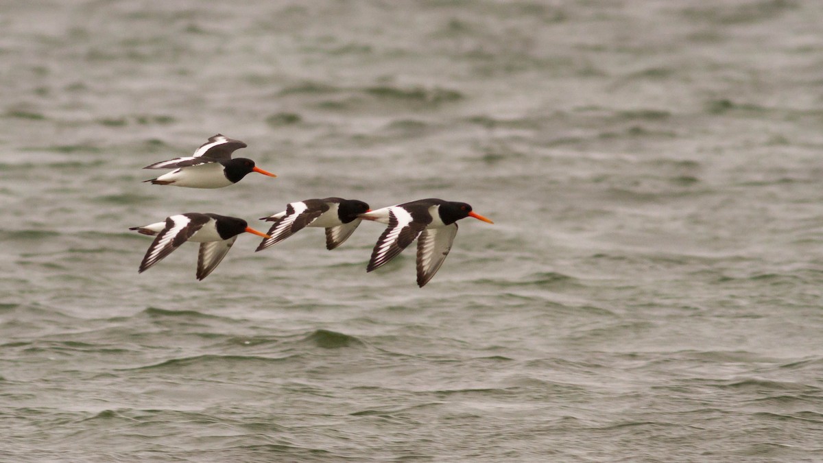 Eurasian Oystercatcher - ML136110801