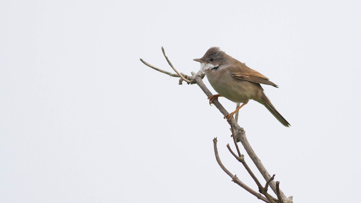 Greater Whitethroat - ML136110901