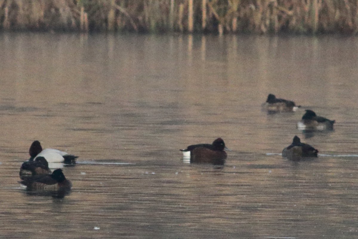 Ундар шумбуур - ML136111171